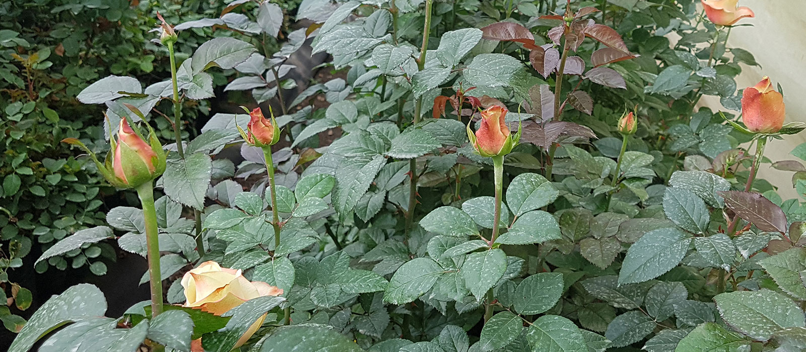Rosa-Bali-kas-WAC-BV