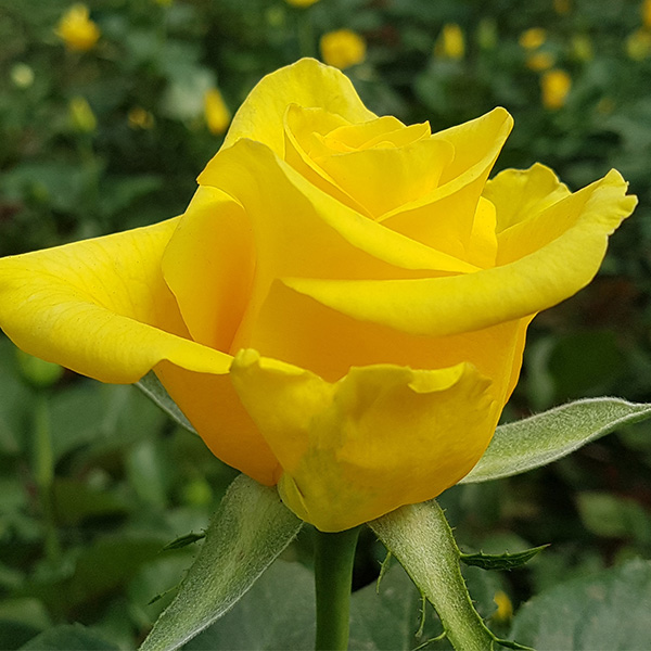 Golden Bird - WAC: large yellow rose