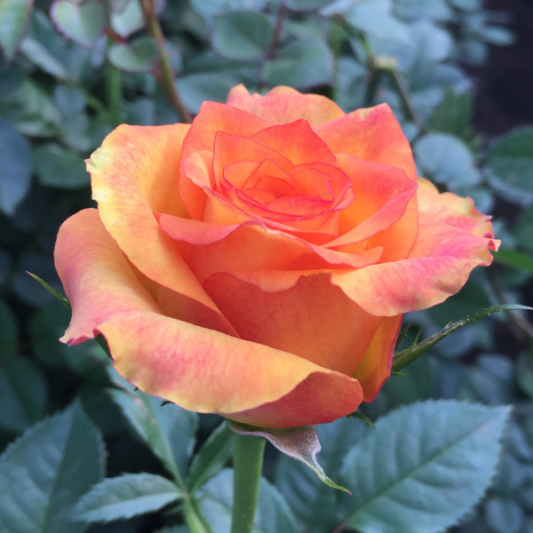 Golden Robin - WAC: large orange bicolor rose
