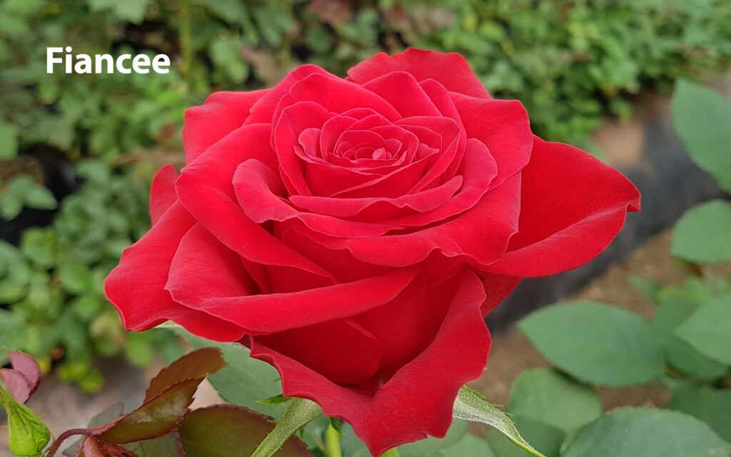 Rosa Fiancee WAC BV