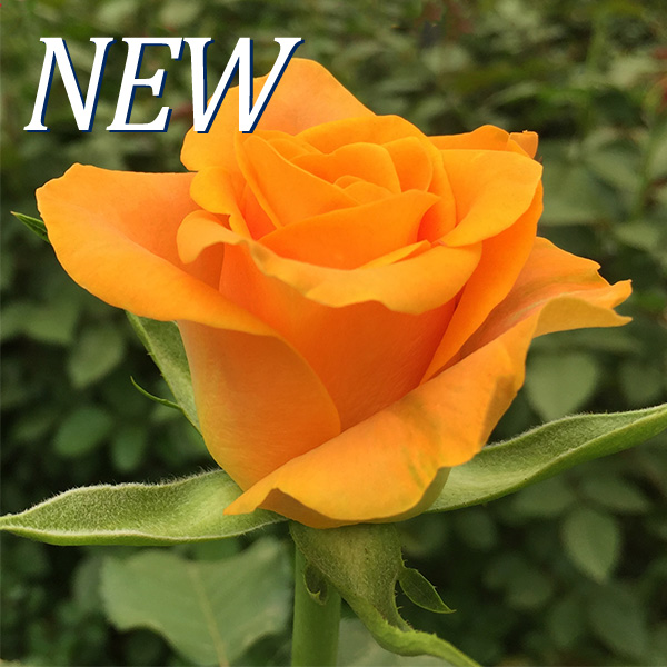 Rosa Orange Lark