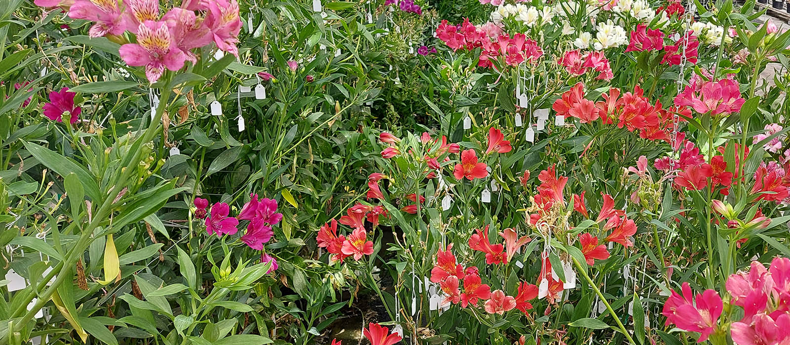 Alstroemeria Cut veredeling GEWAS slider