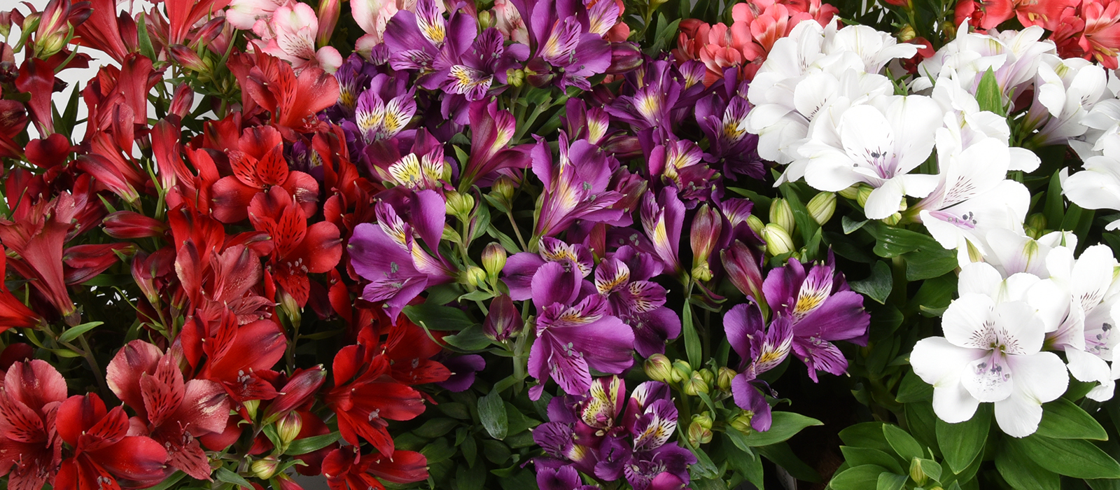 Alstroemeria pot GEWAS slider