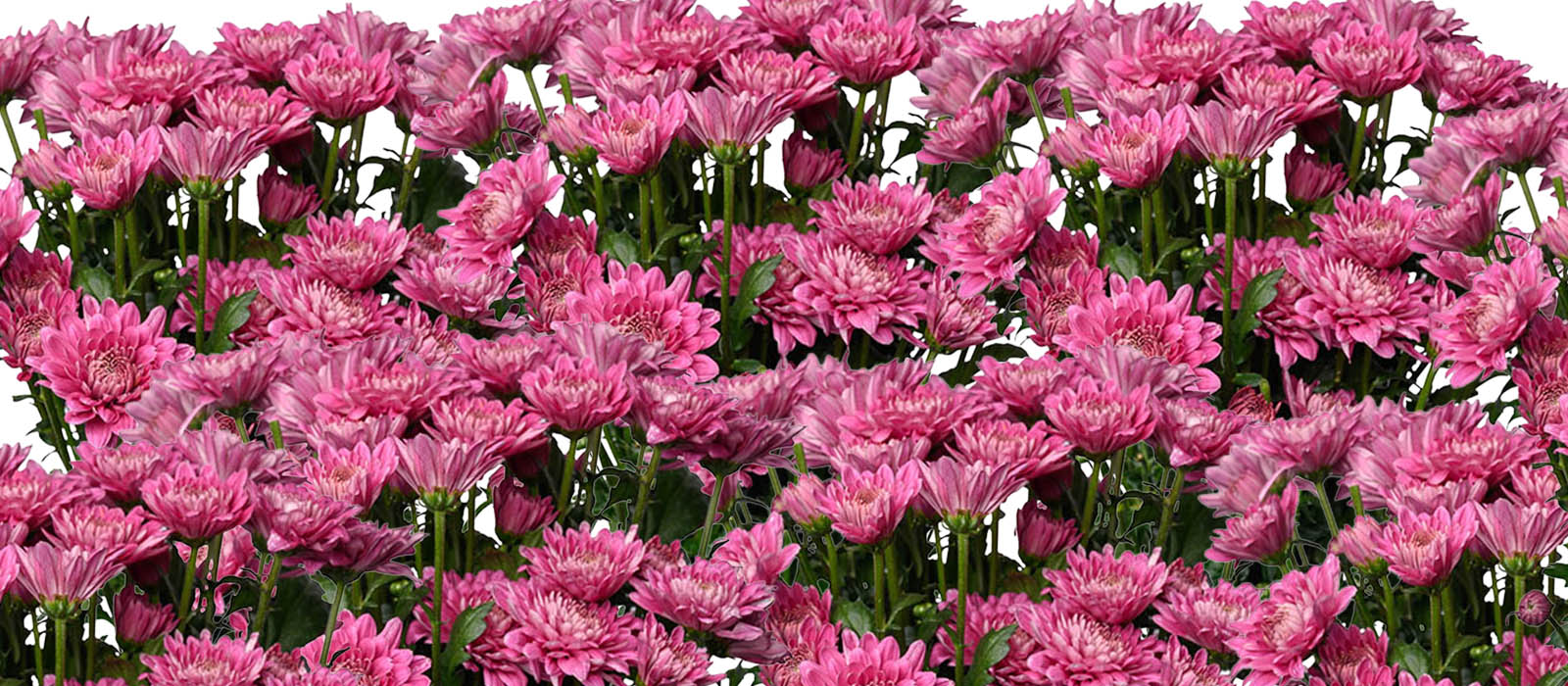 Bito Chrysant GEWAS slider