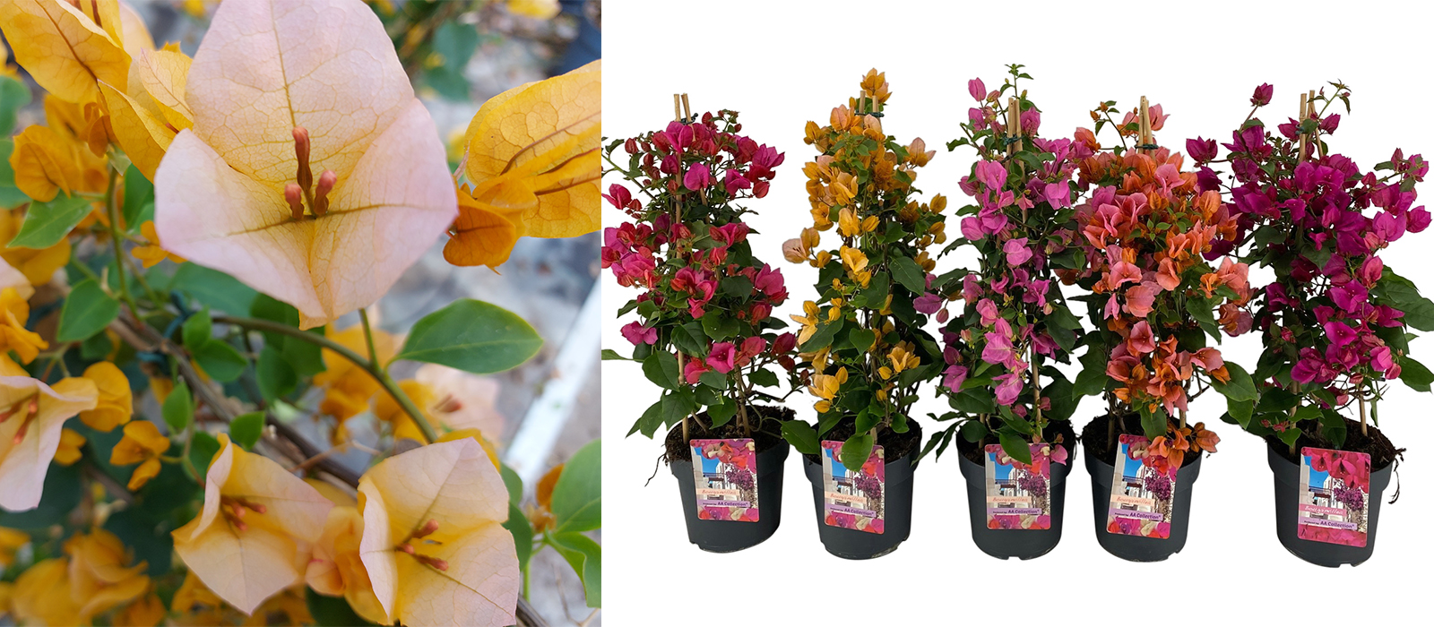 Bougainvillea geel GEWAS slider 1
