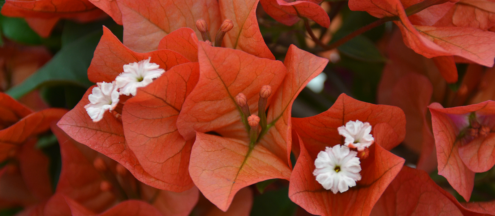 Bougainvillea orange GEWAS slider 1