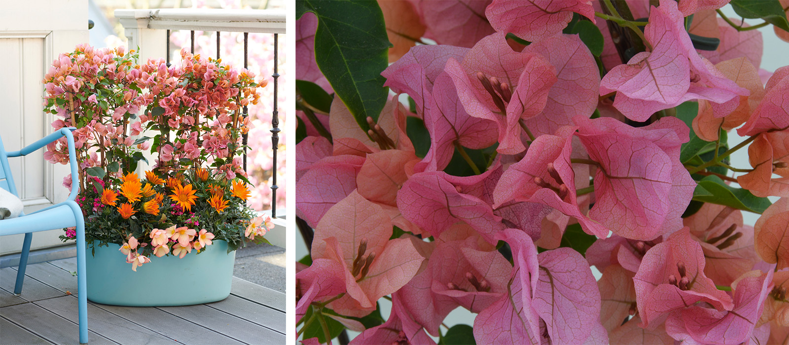 Bougainvillea pink GEWAS slider 1