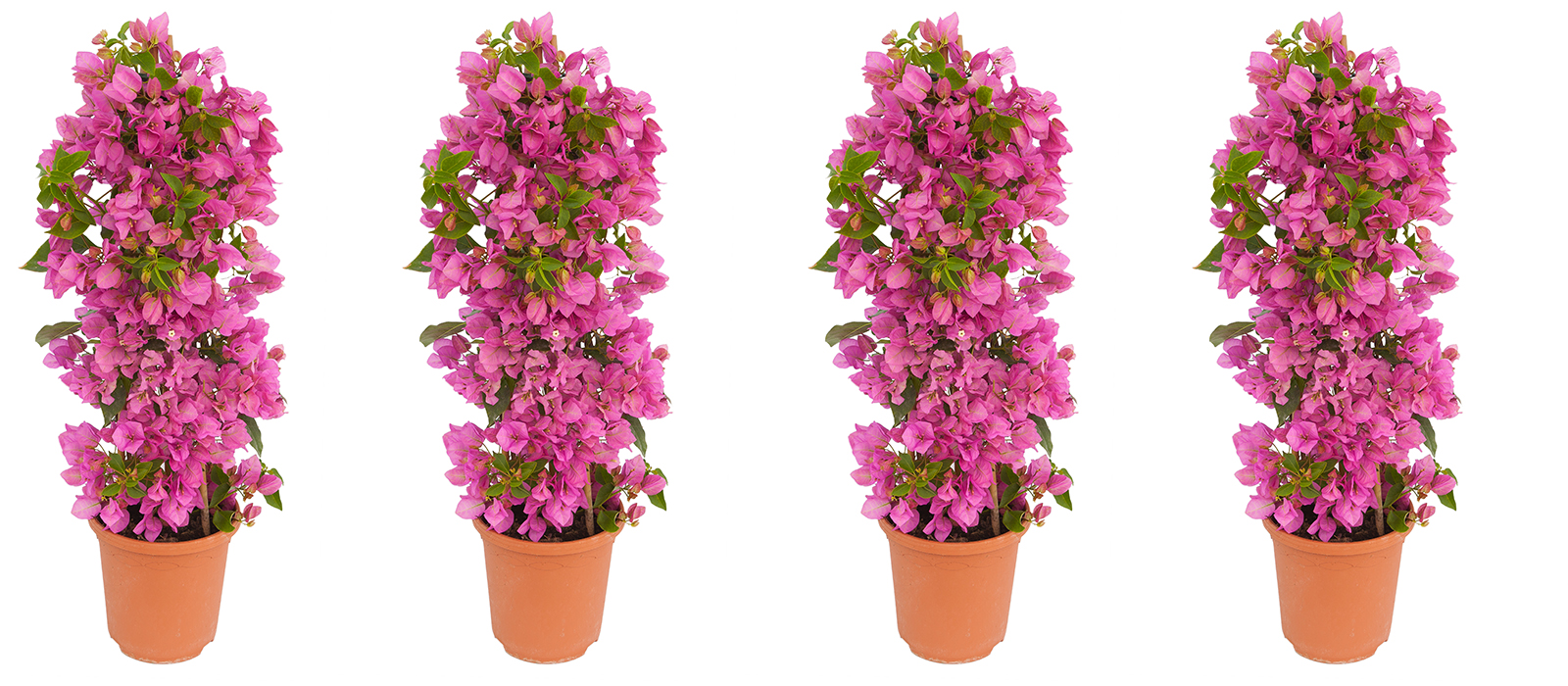 Bougainvillea pink GEWAS slider 2