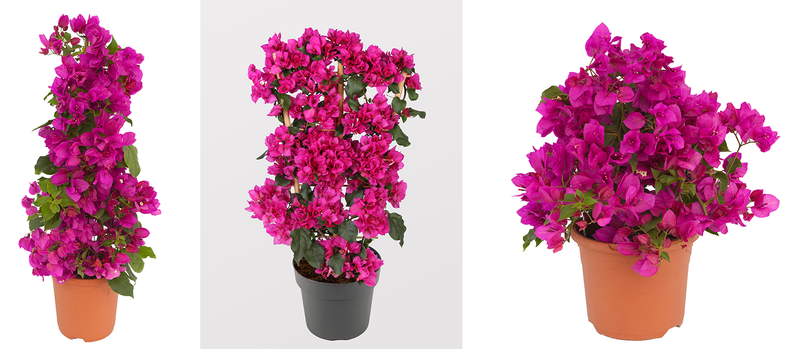 Bougainvillea purple GEWAS slider 1
