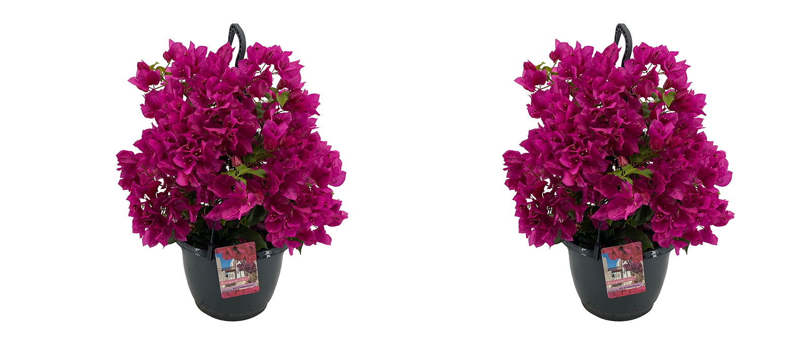 Bougainvillea purple GEWAS slider 3