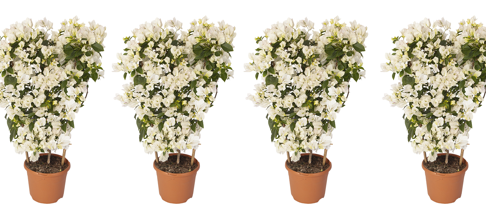 Bougainvillea wit GEWAS slider