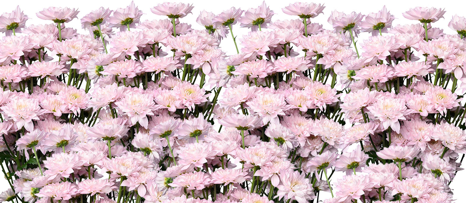 ChiX Chrysant slider