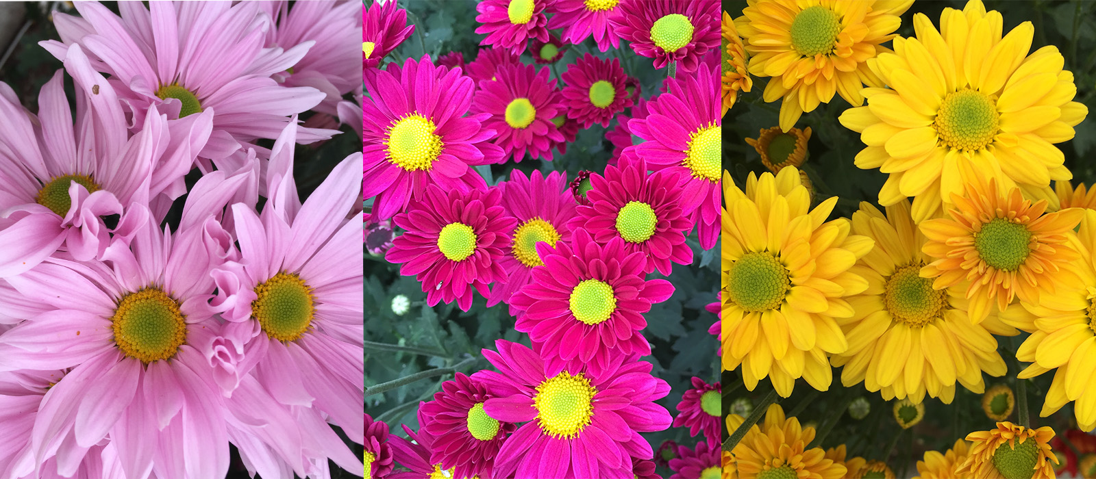 Chrysanthemum GEWAS slider