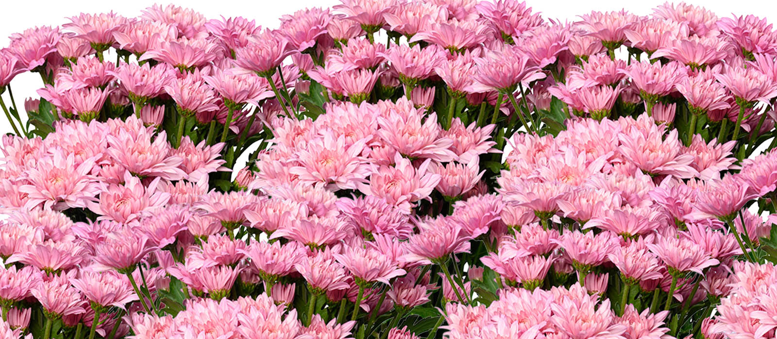 ClimX Chrysant GEWAS slider