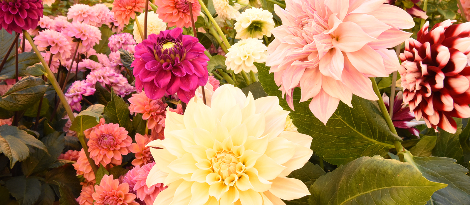 Dahlia GEWAS slider
