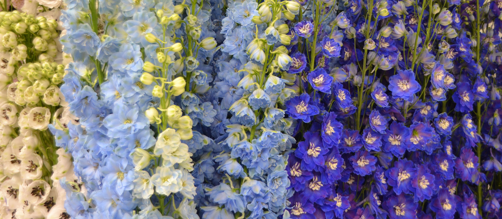 Delphinium GEWAS slider 1