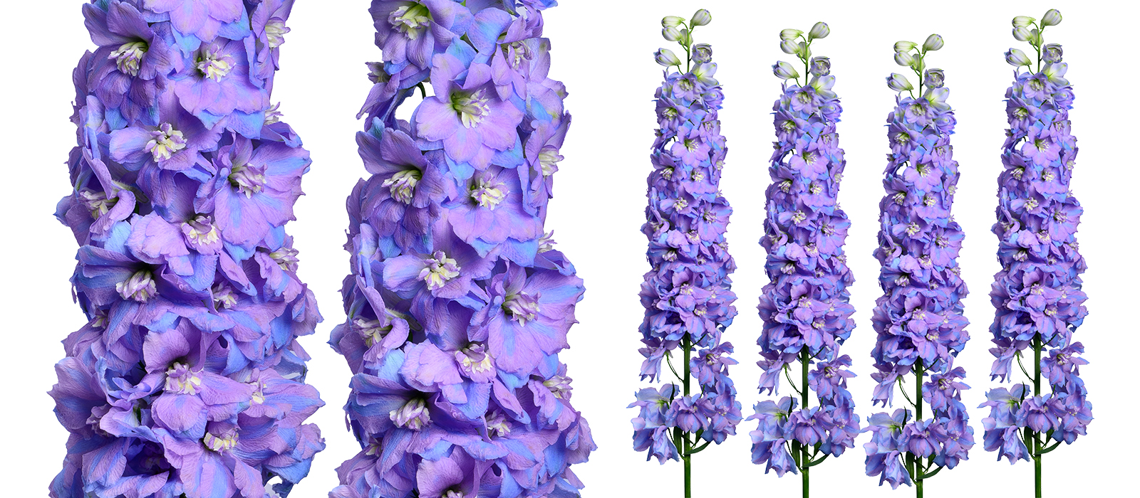Dewi Lavender Smile GEWAS slider