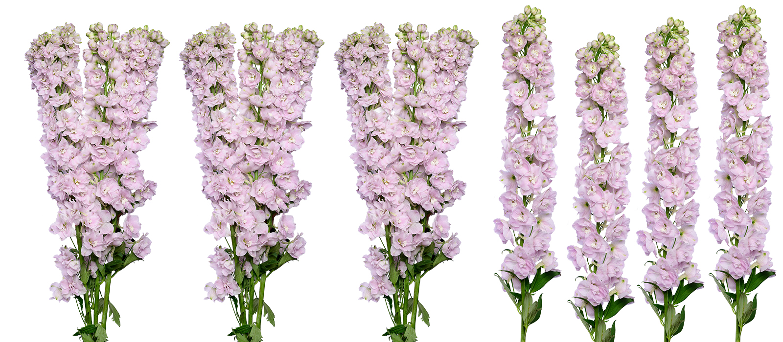 Dewi Pink Spijker GEWAS slider