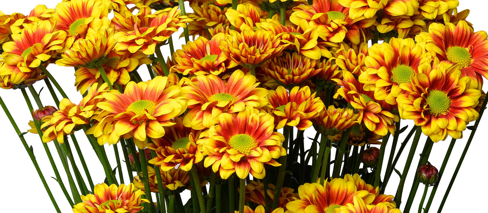 Eclipse Chrysant GEWAS slider