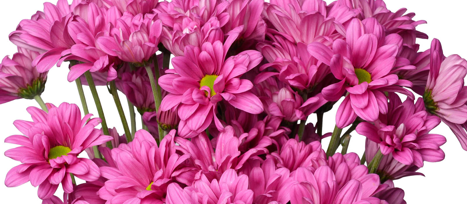 Faith Chrysant GEWAS slider
