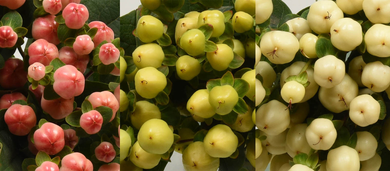 Hypericum combi kleuren GEWAS slider 1