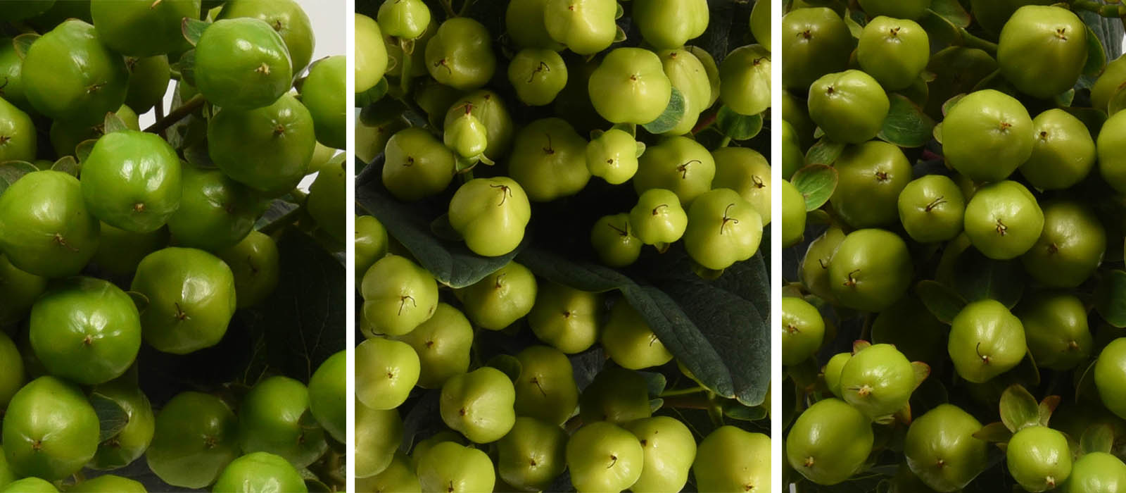 Hypericum green GEWAS slider