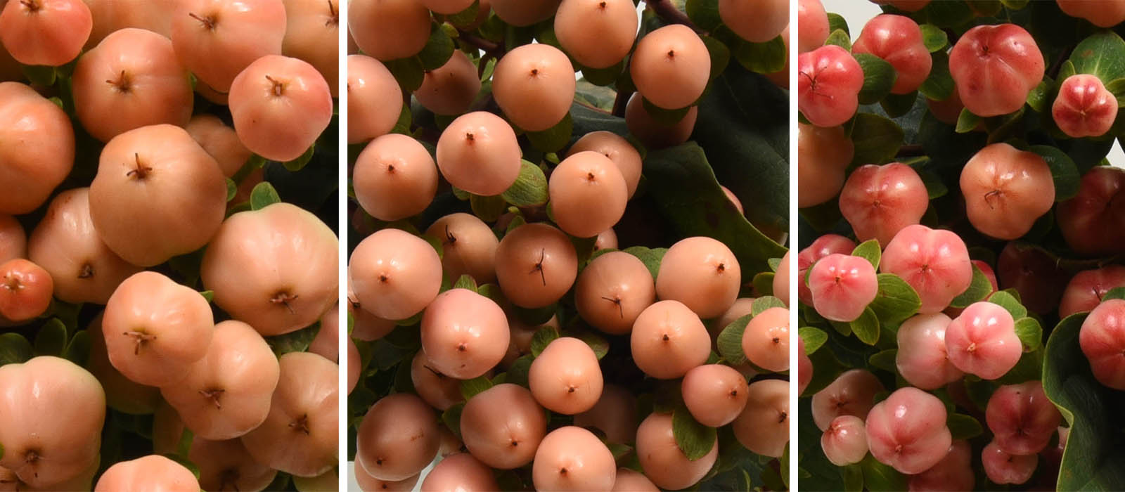 Hypericum pink slider