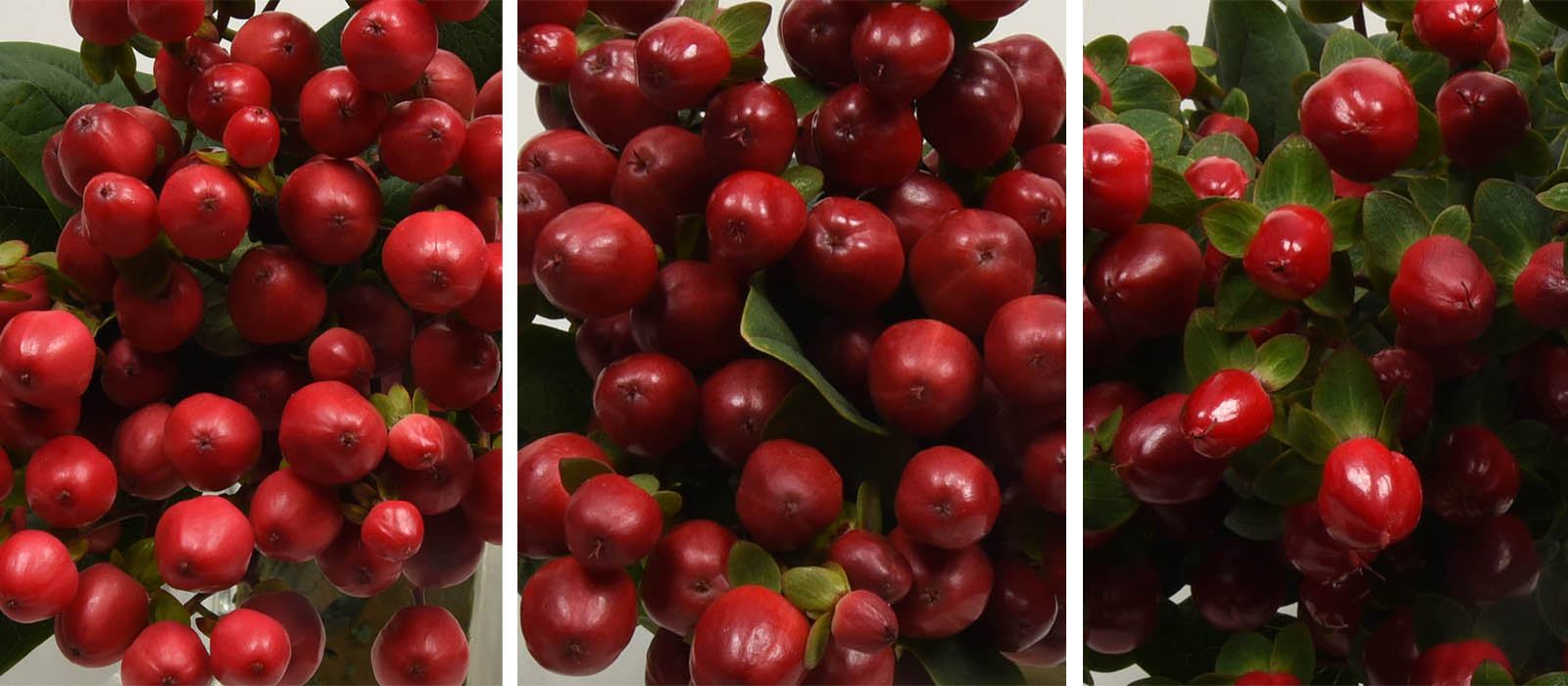 Hypericum red GEWAS slider