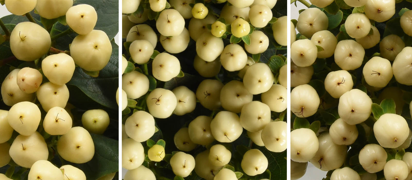 Hypericum white GEWAS slider