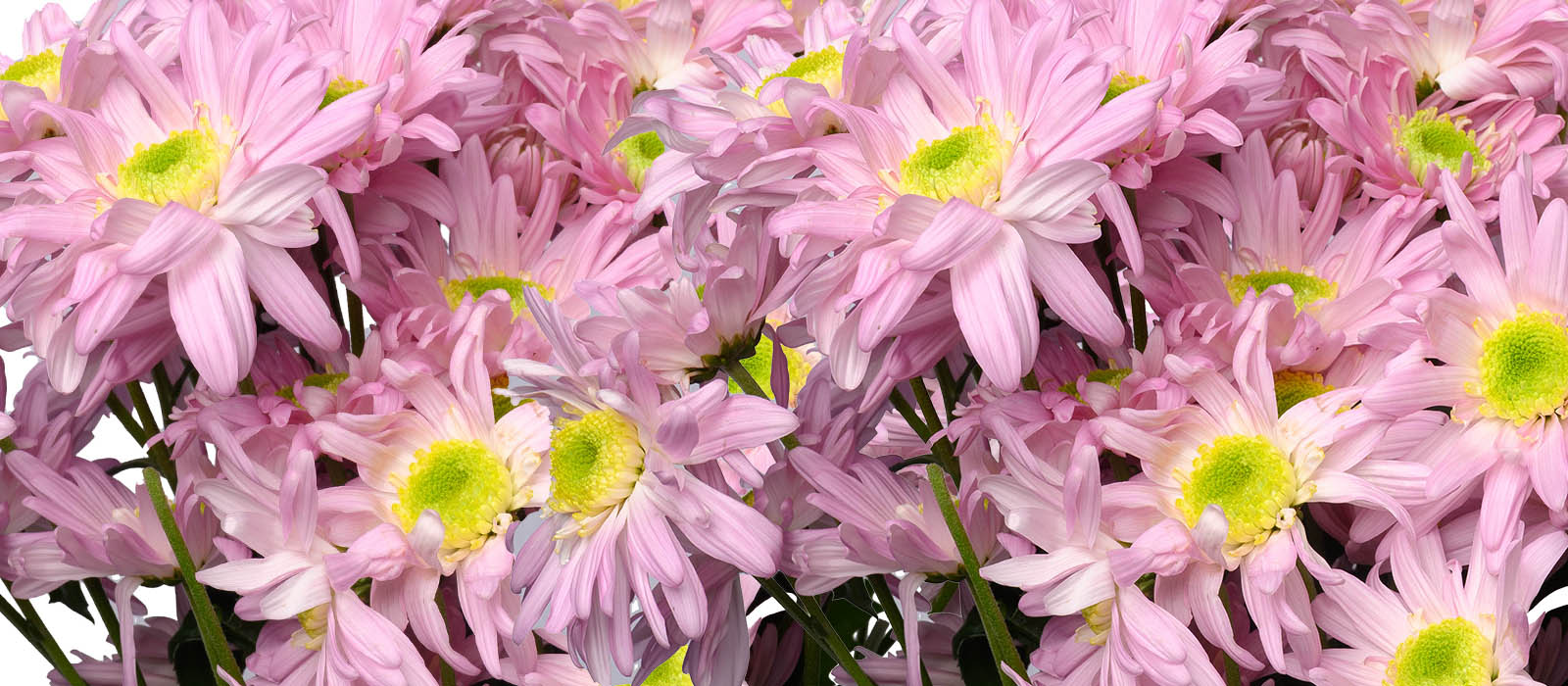 Mximum Chrysant GEWAS slider