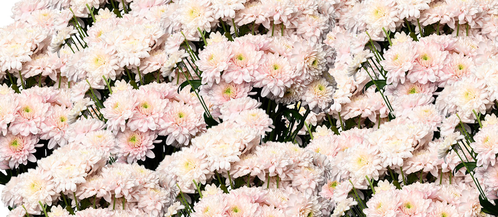 NXt light pink Chrysant GEWAS slider