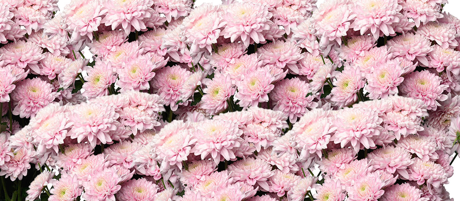 NXt pink Chrysant GEWAS slider