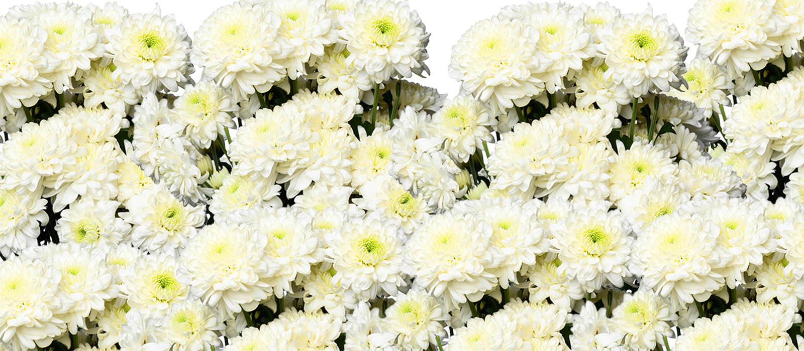 NXt white Chrysant GEWAS slider