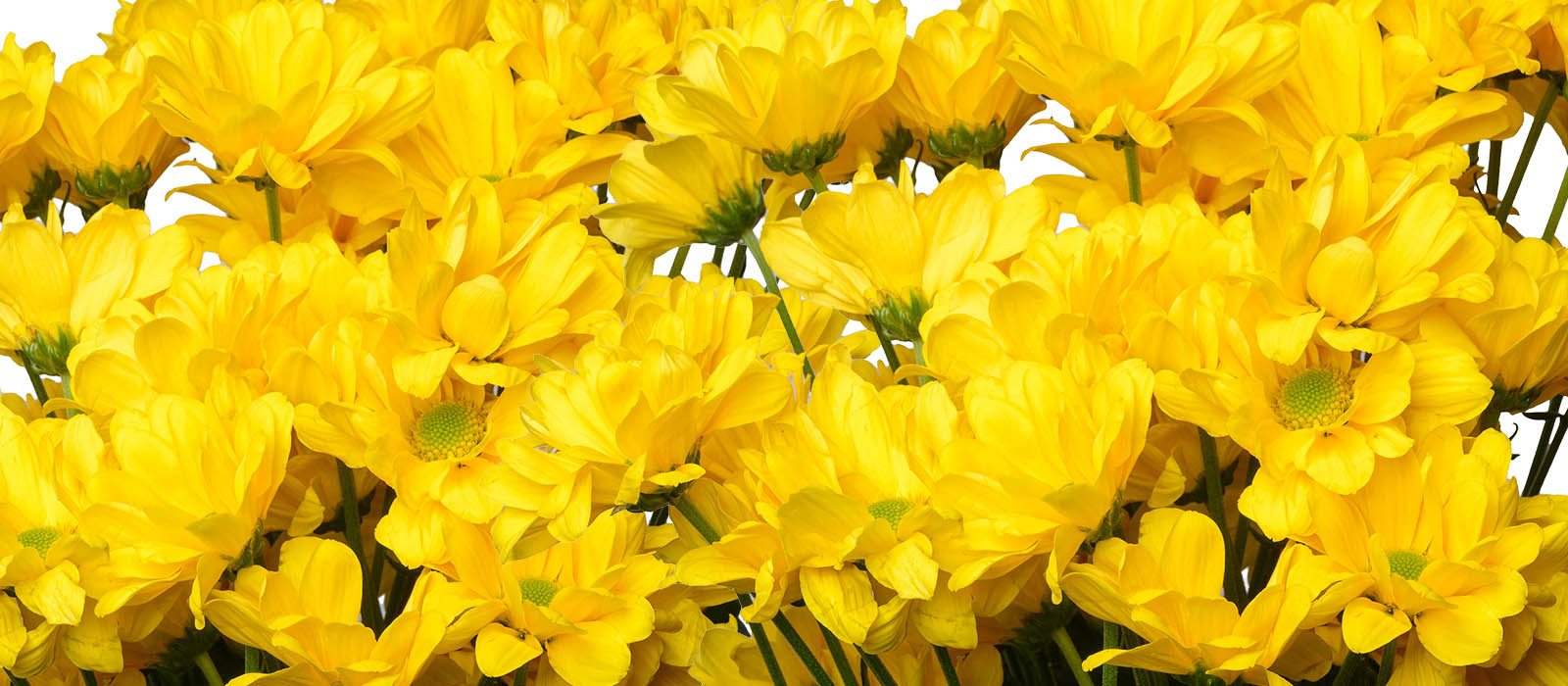 Oren Chrysant GEWAS slider