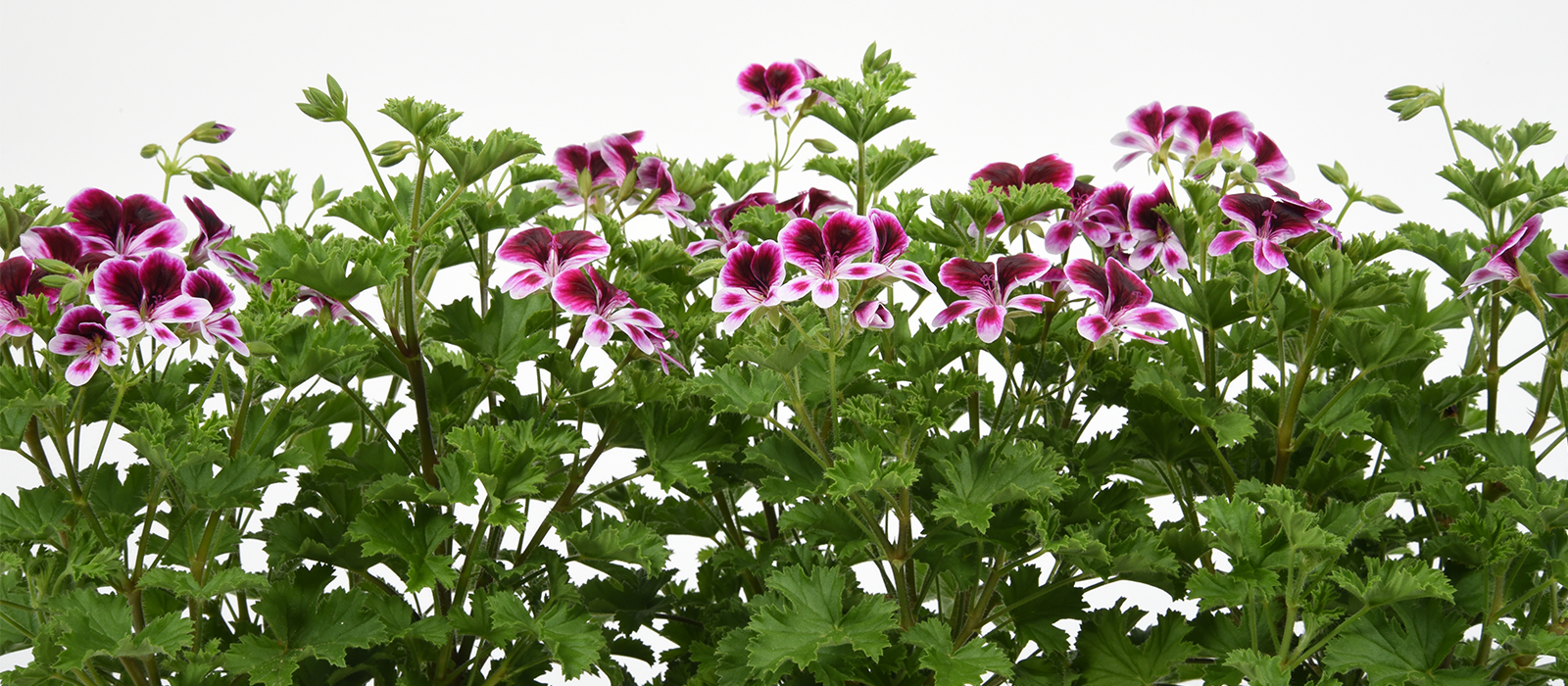 Pelargonium Eva GEWAS slider 1