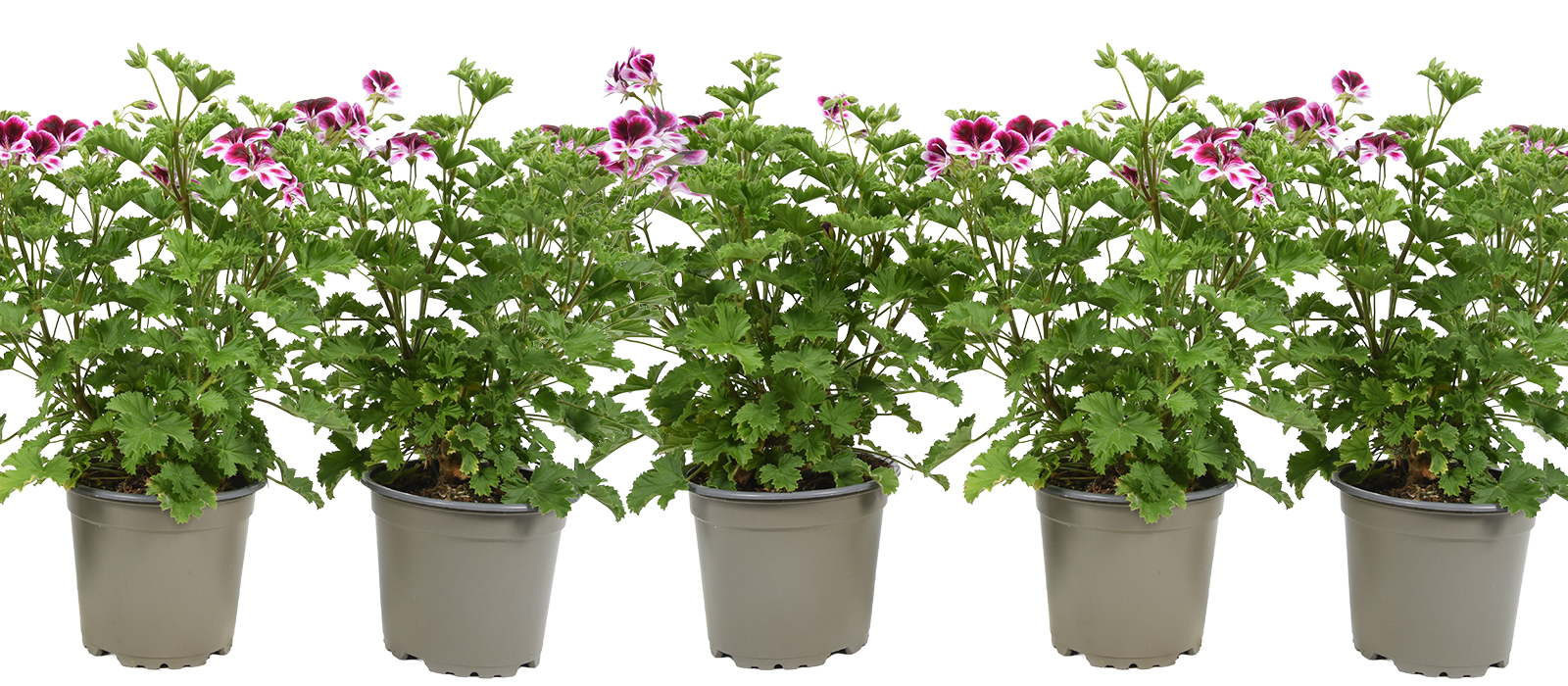 Pelargonium Eva GEWAS slider 2