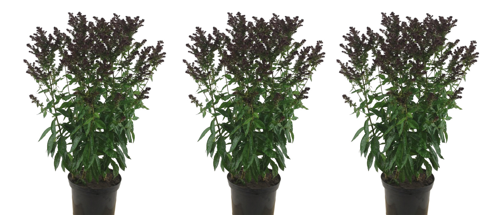 Phlox Blind Lion GEWAS slider 2