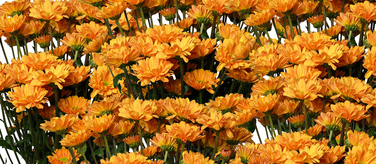 ReflX Chrysant GEWAS slider