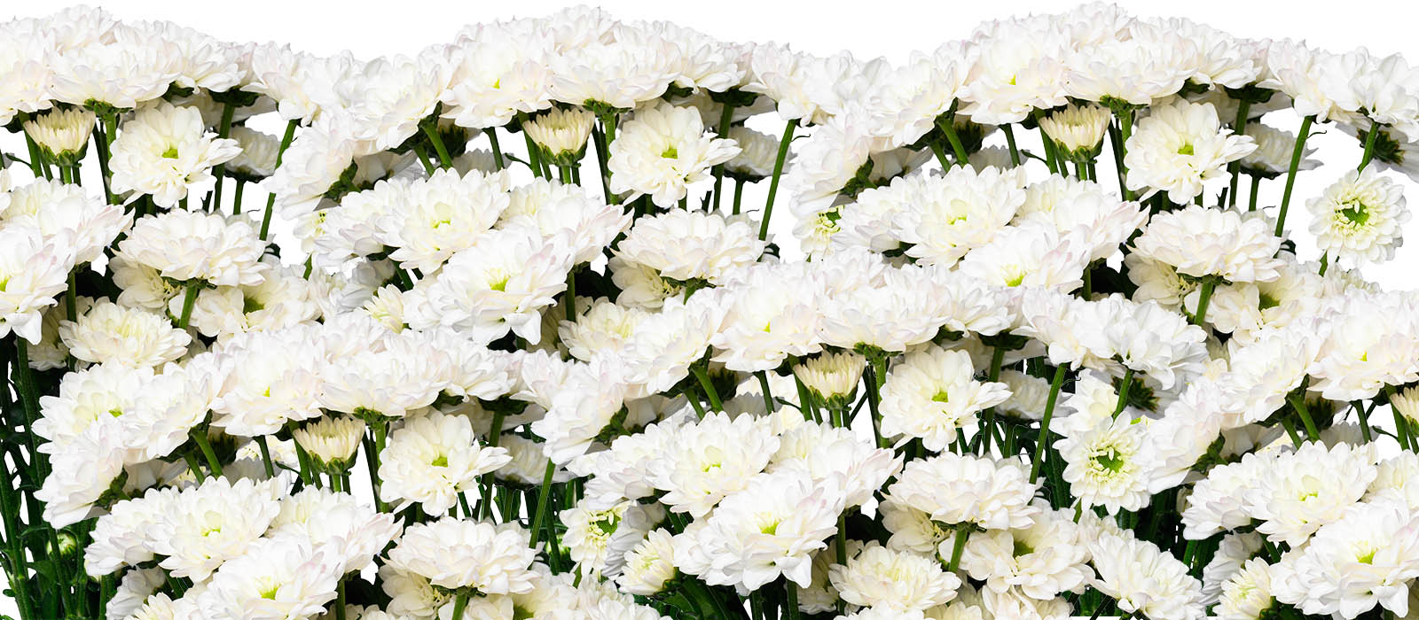 RelX Chrysant GEWAS slider