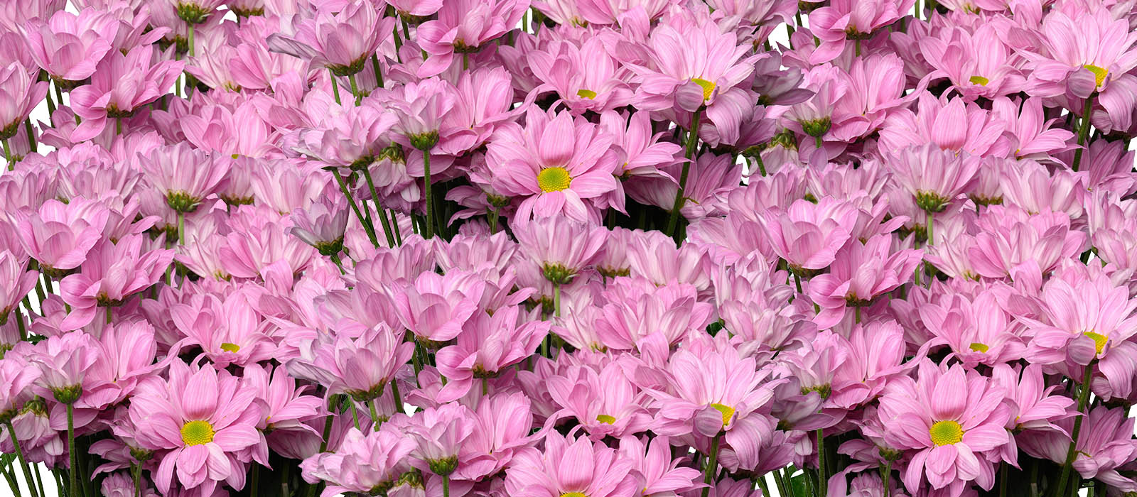 Rossetto Chrysant GEWAS slider