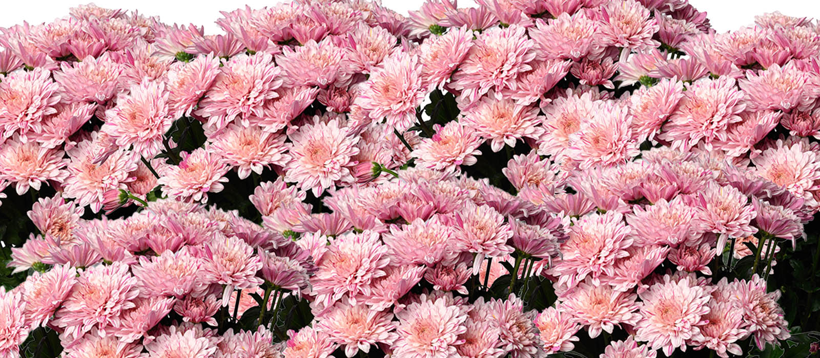 Sarah's Brush Chrysant GEWAS slider