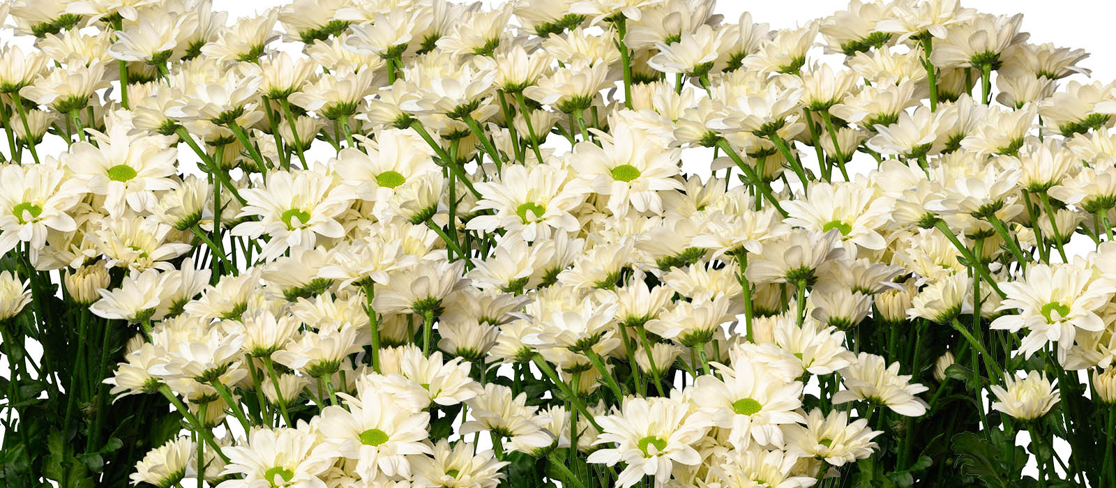 Speedy White Chrysant GEWAS slider