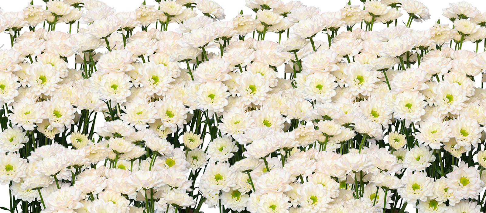 StiX Chrysant GEWAS slider