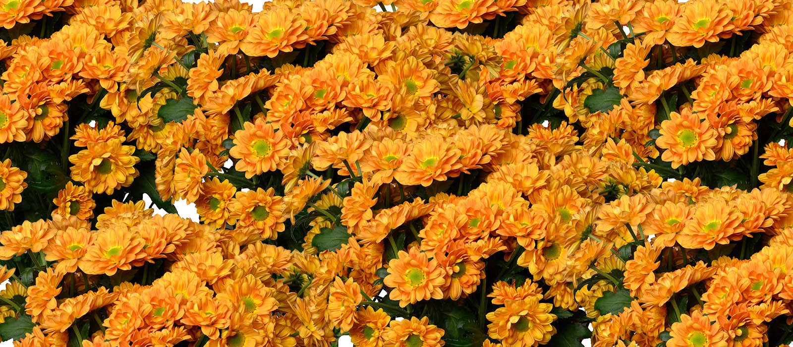 TriX Chrysant GEWAS slider