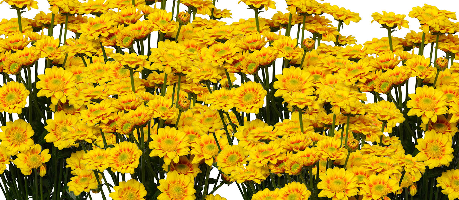Xcess Chrysant GEWAS slider