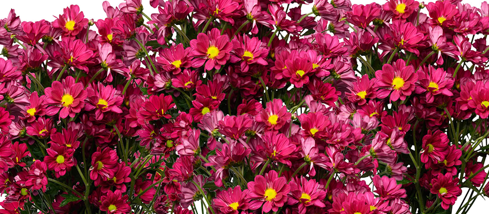 Xclusive Chrysant GEWAS slider