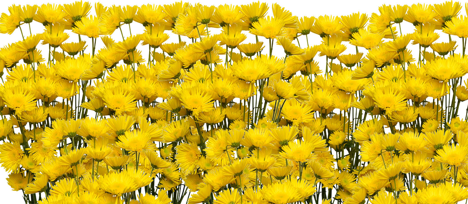 Xotic Chrysant GEWAS slider
