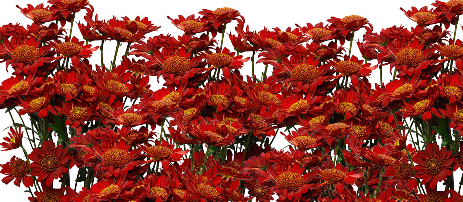 Xperience Chrysant GEWAS slider
