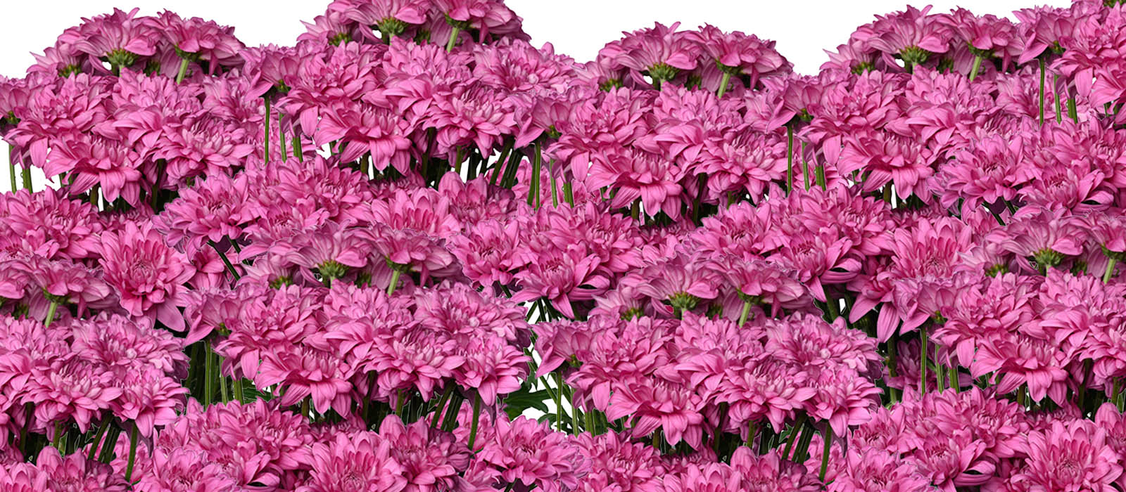 Xpert Chrysant GEWAS slider