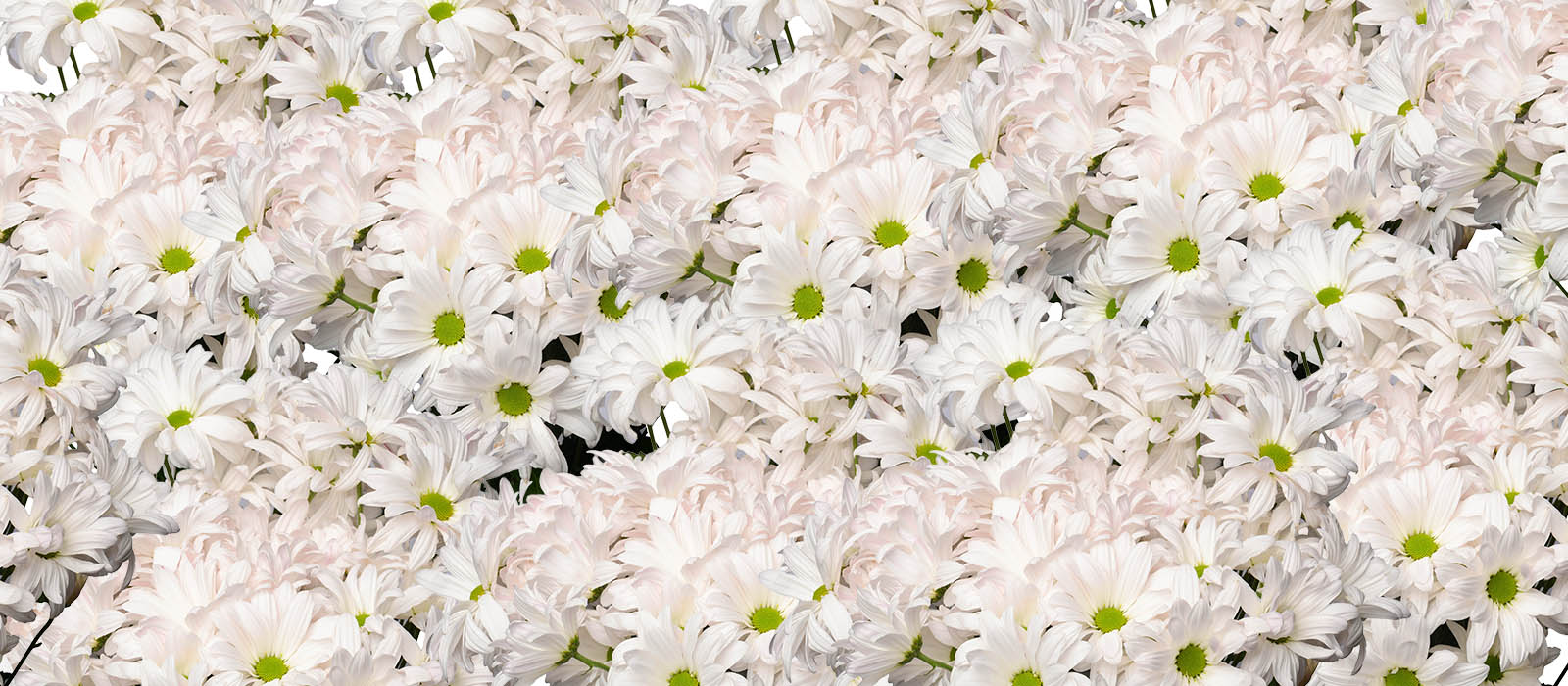 Xplanation Chrysant GEWAS slider